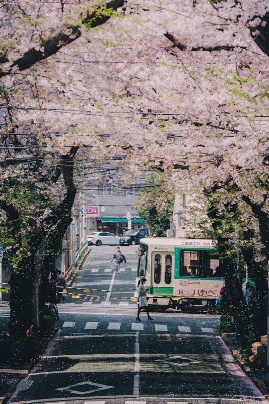 桜並木を走るバス